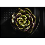DG 6001 GourmetStar Miele Free-standing Steam Oven in Obsidian black - Image 2